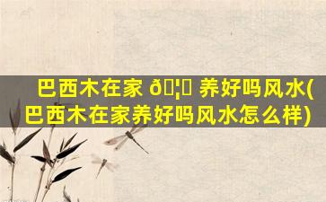 巴西木在家 🦆 养好吗风水(巴西木在家养好吗风水怎么样)